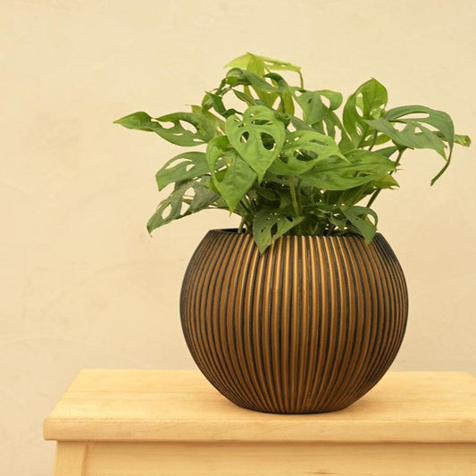 Vase Ball Groove Black Gold Planter | Multiple Sizes