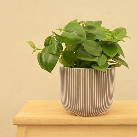 Ball Groove Ivory Planter | Multiple Sizes