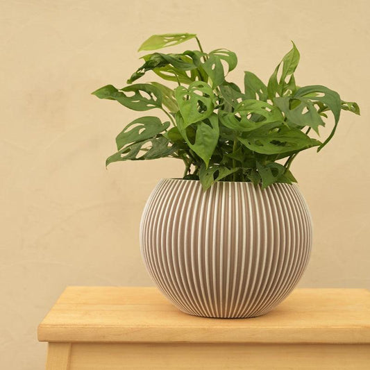 Vase Ivory Ball Groove Planter | Multiple Sizes