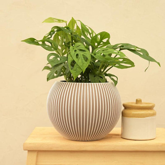 Vase Ivory Ball Groove Planter | Multiple Sizes