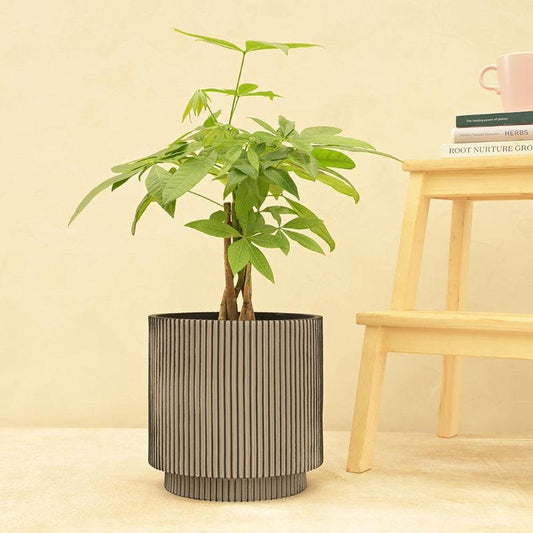 Cylinder Groove Planter | Multiple Colors