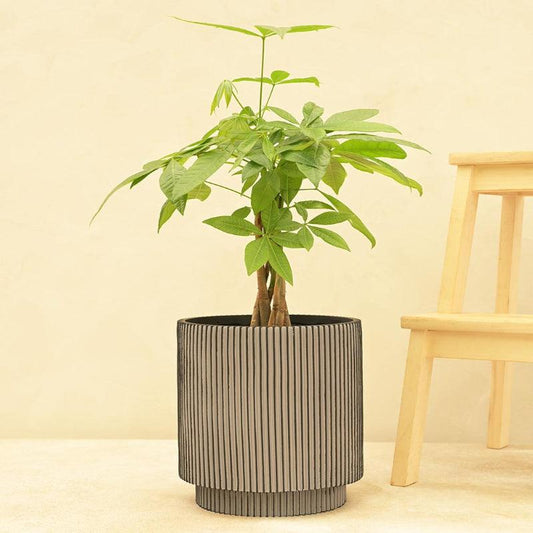 Cylinder Groove Planter | Multiple Colors