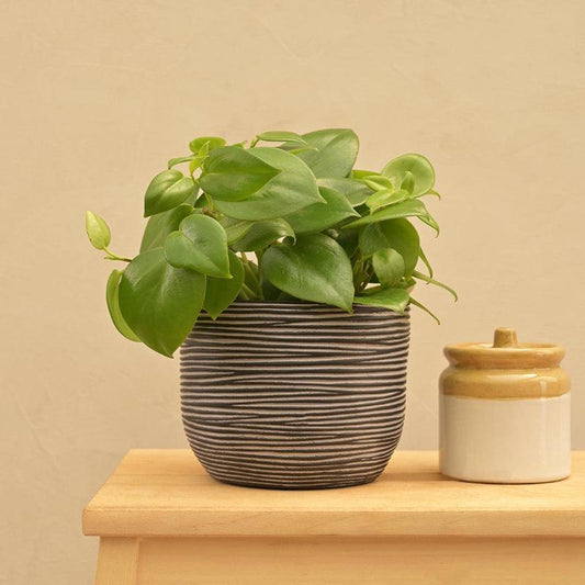 Ball Rib Black Planter | Multiple Sizes