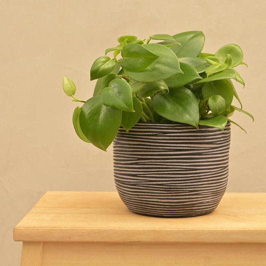 Ball Rib Black Planter | Multiple Sizes