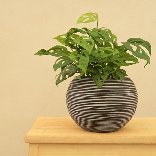 Vase Ball Rib Black Planter | Multiple Sizes