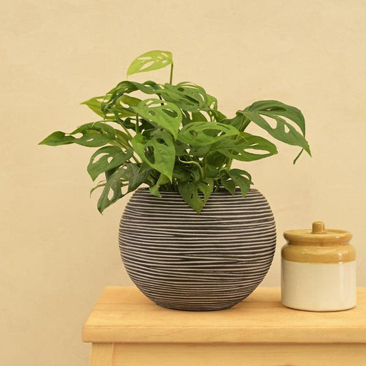 Vase Ball Rib Black Planter | Multiple Sizes