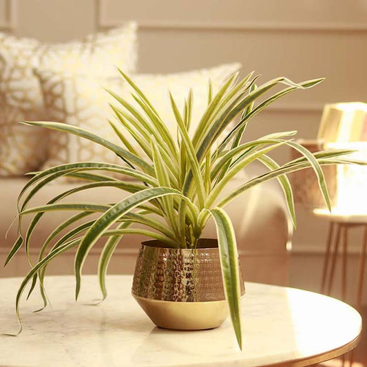 The Kuro |  Modern Gold Metal Plant Pot