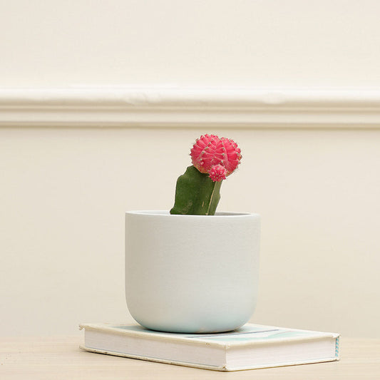 Jeanie Planter | Multiple colors