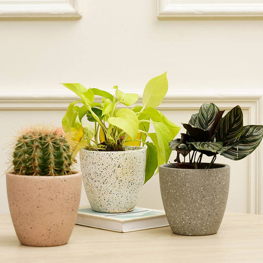 Marabelle Combo Planter | Set of 3