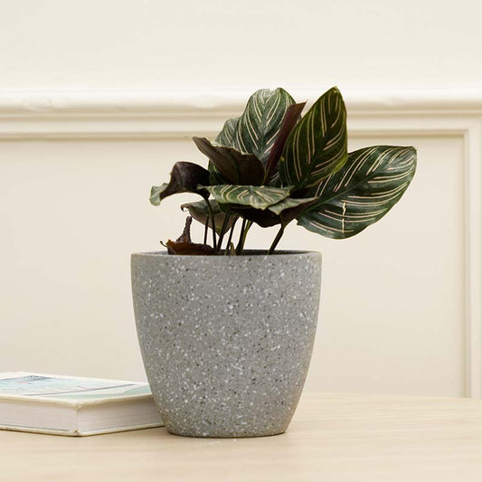 Marabelle Planter | Multiple Colors