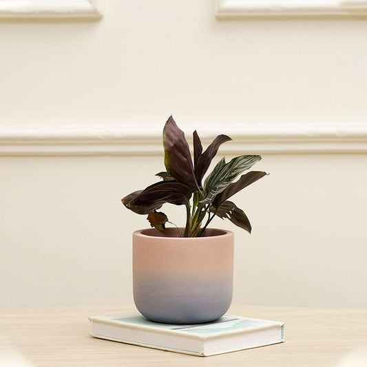 Zyna Smoky Terracotta Planter