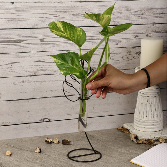 Monstera Testube Planter