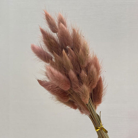 Beige Bunny Tails | Pack of 50 stems