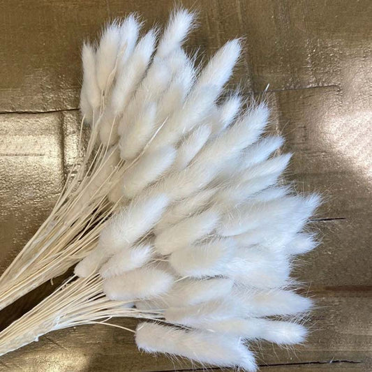 Bunny Tails White Dry Flowers | Pack of 30 stems