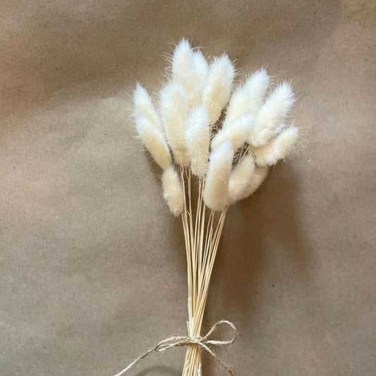 Bunny Tails White Dry Flowers | Pack of 30 stems