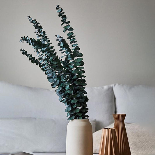 Eucalyptus Dry Flowers | Pack of 5 stems