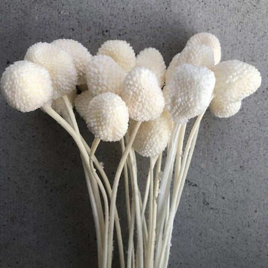 Billy Balls White Bunch | Pack of 10 stems